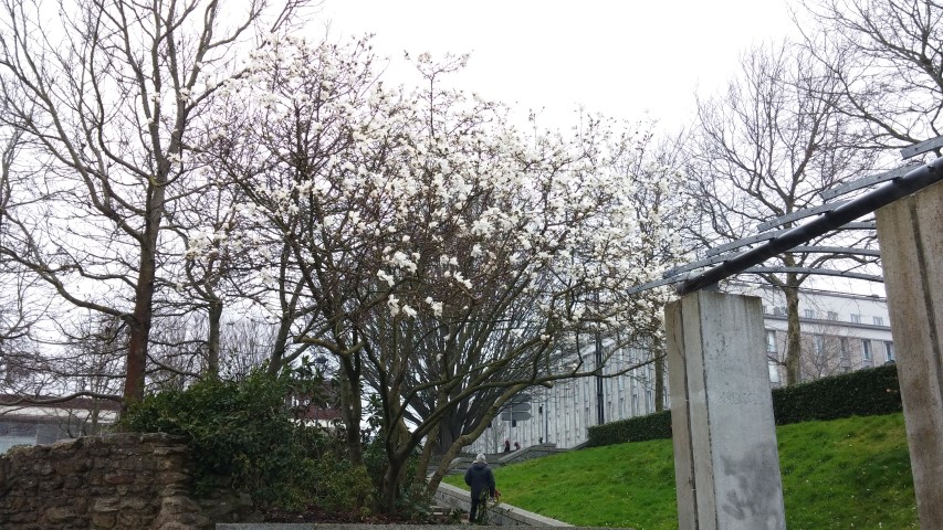 Magnolia stellata plantplacesimage20150301_142428.jpg