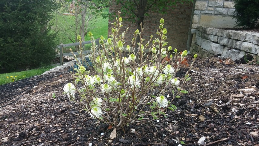 Fothergilla major plantplacesimage20150420_174805.jpg