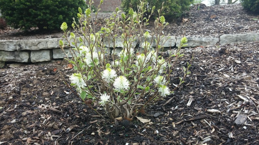 Fothergilla major plantplacesimage20150420_174823.jpg