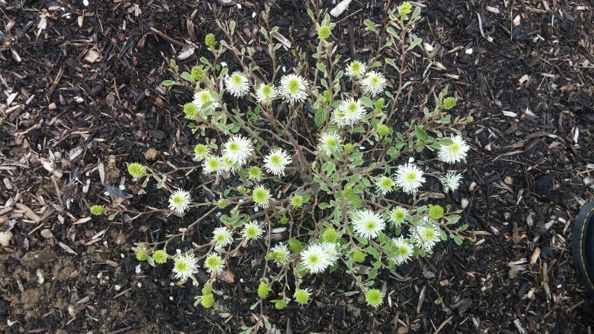 Fothergilla major plantplacesimage20150420_174838.jpg