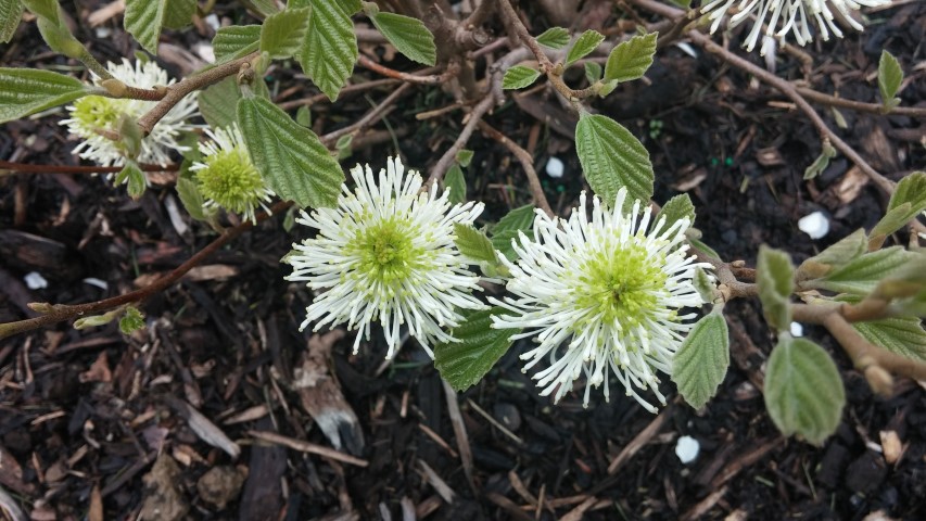 Fothergilla major plantplacesimage20150420_174859.jpg