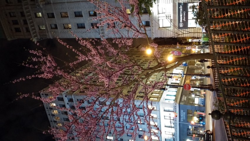 Prunus serrulata plantplacesimage20150501_002522.jpg