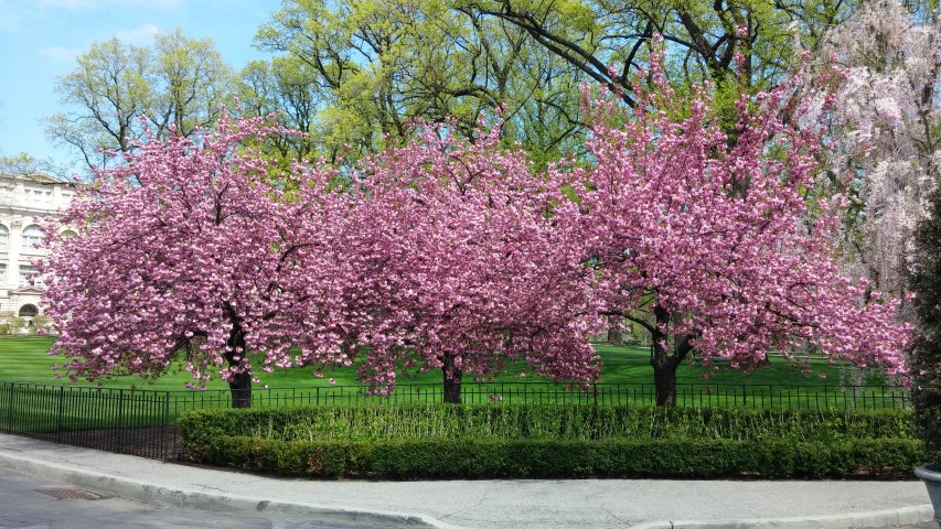 Prunus serrulata plantplacesimage20150501_145150.jpg