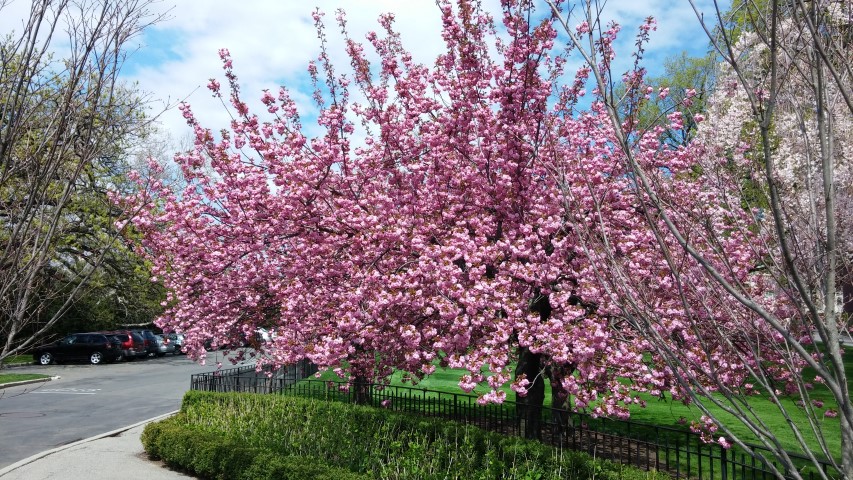 Prunus serrulata plantplacesimage20150501_145211.jpg