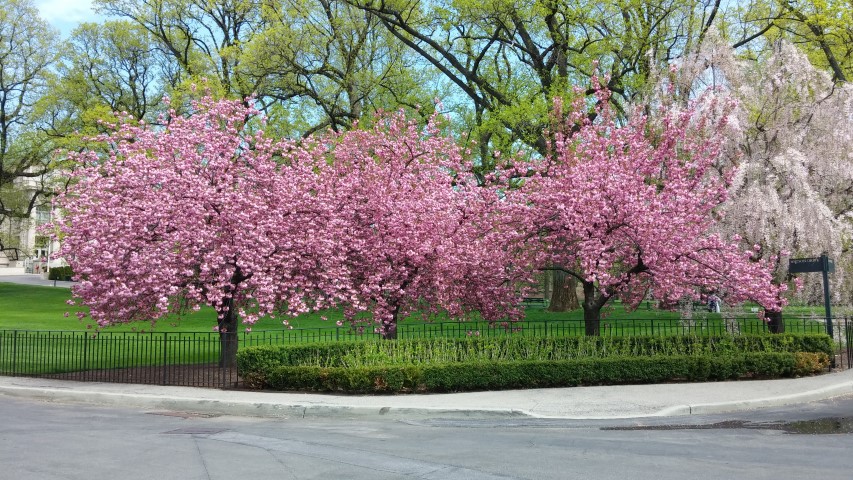 Prunus serrulata plantplacesimage20150501_145422.jpg