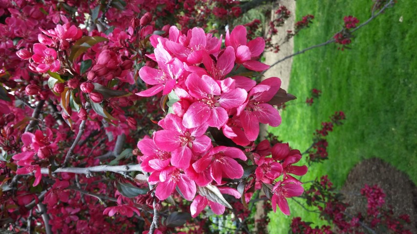 Prunus serrulata plantplacesimage20150501_145548.jpg