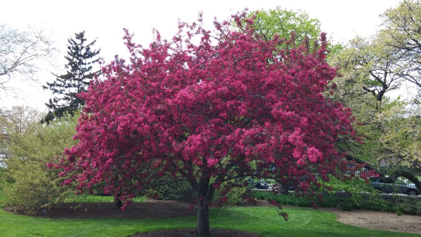 Prunus serrulata plantplacesimage20150501_145558.jpg