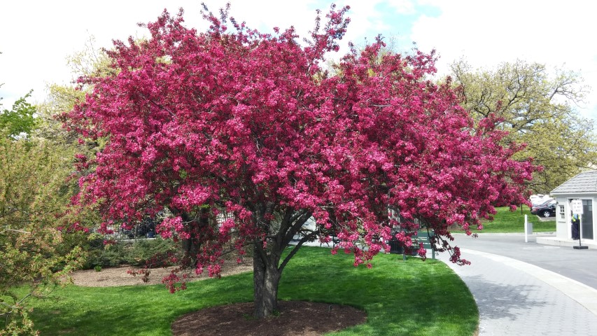 Prunus serrulata plantplacesimage20150501_145612.jpg