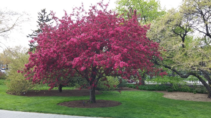 Malus sp. plantplacesimage20150501_145911.jpg