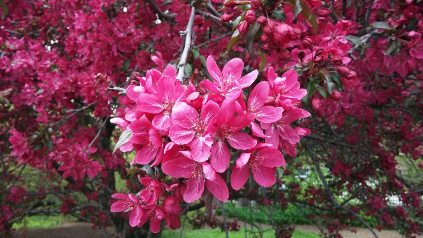 Malus sp. plantplacesimage20150501_145946.jpg