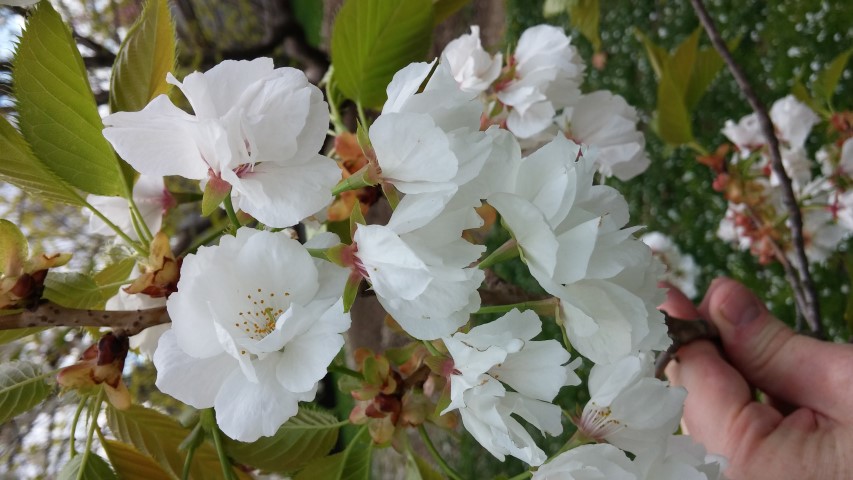 Prunus sato-zakura plantplacesimage20150501_150503.jpg