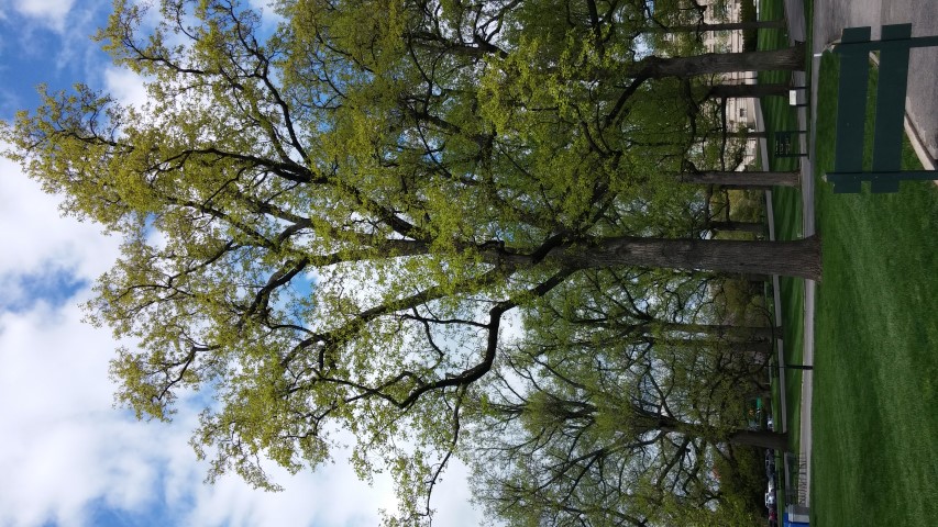 Liriodendron tulipifera plantplacesimage20150501_150706.jpg