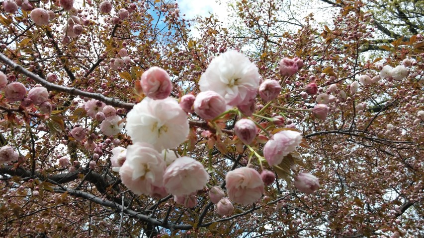 Quercus alba plantplacesimage20150501_151126.jpg