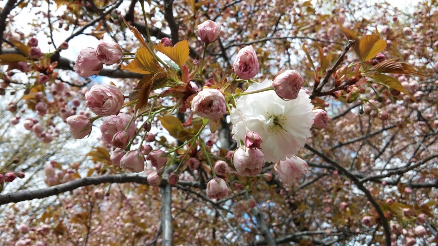 Quercus alba plantplacesimage20150501_151146.jpg