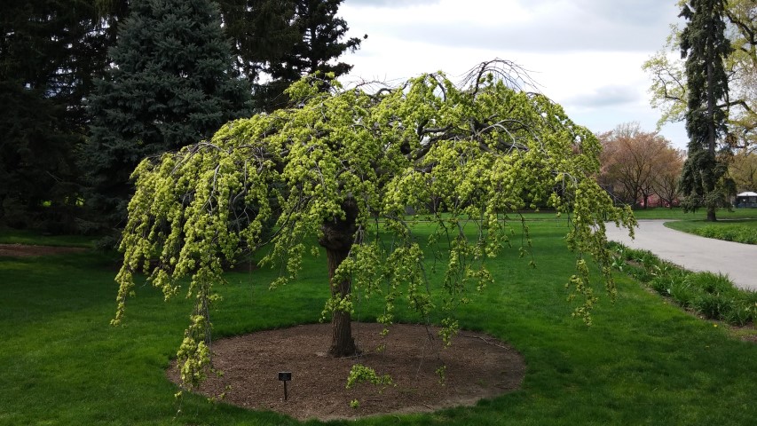 Ulmus glabra plantplacesimage20150501_151247.jpg