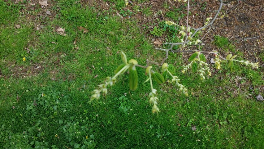 Corylopsis spicata plantplacesimage20150501_152139.jpg