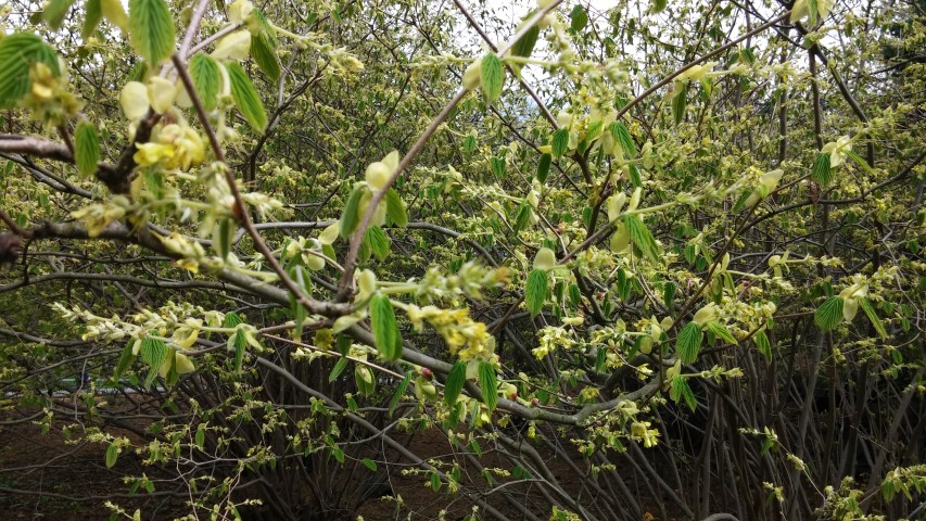 Corylopsis spicata plantplacesimage20150501_152220.jpg