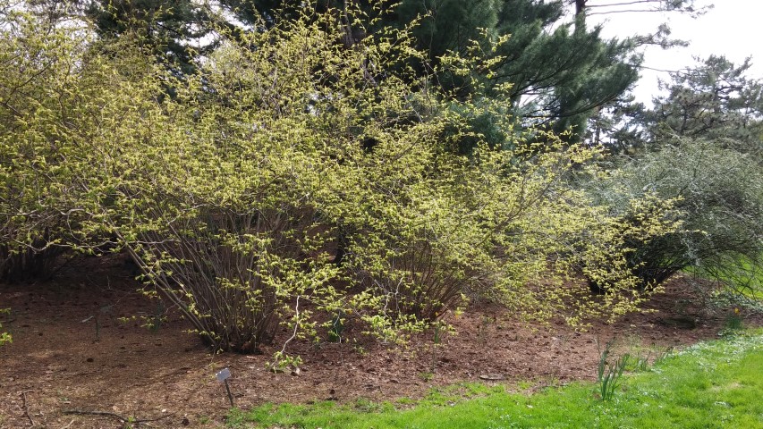 Corylopsis spicata plantplacesimage20150501_152232.jpg