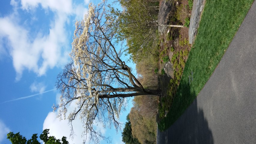 Cornus florida plantplacesimage20150501_155416.jpg