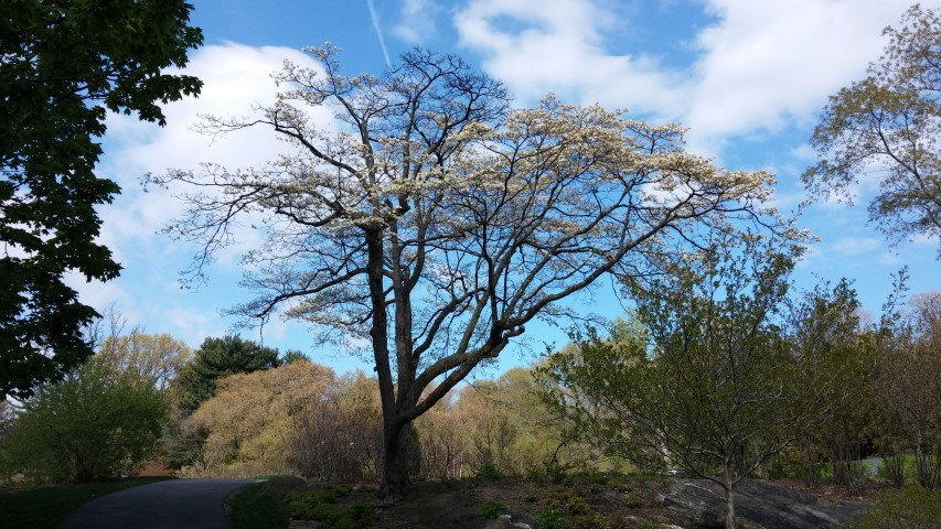 Cornus florida plantplacesimage20150501_155435.jpg