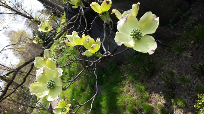 Cornus florida plantplacesimage20150501_155640.jpg