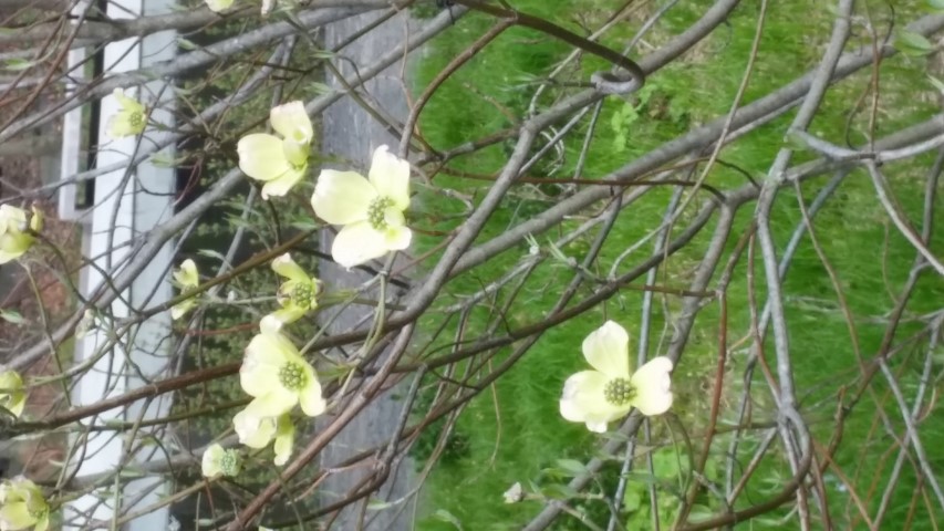 Cornus florida plantplacesimage20150501_155835.jpg