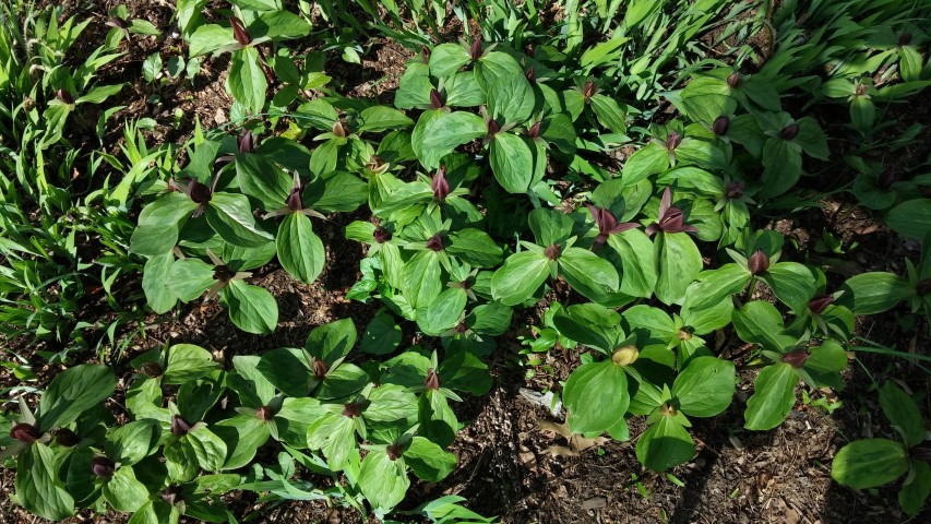 Trillium sessile plantplacesimage20150501_155941.jpg