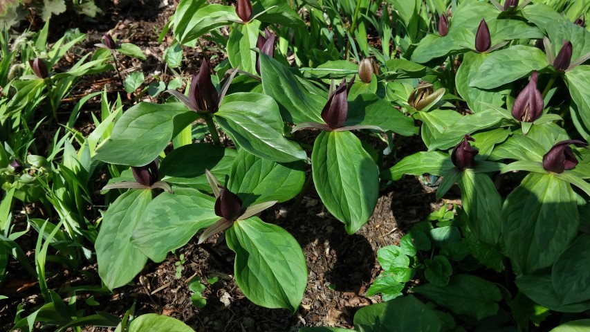 Trillium sessile plantplacesimage20150501_155958.jpg