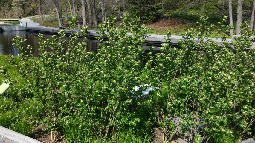 Aronia melanocarpa plantplacesimage20150501_160444.jpg