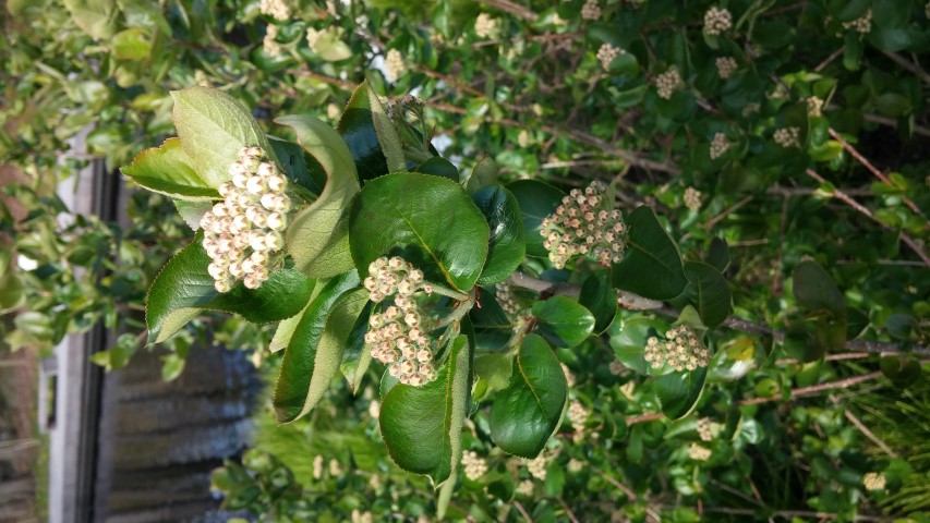 Aronia melanocarpa plantplacesimage20150501_160459.jpg