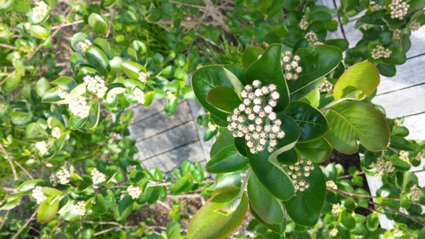 Aronia melanocarpa plantplacesimage20150501_160525.jpg