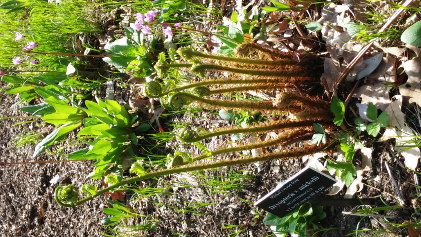 Dryopteris x mickelii plantplacesimage20150501_160904.jpg