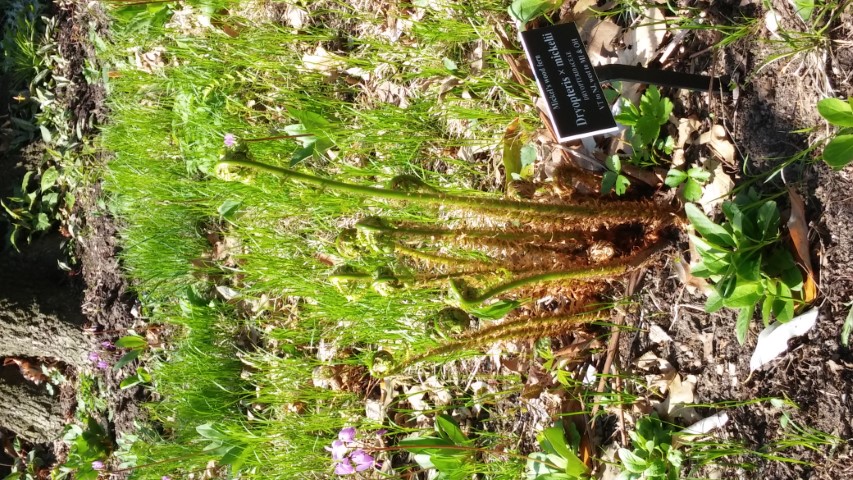 Dryopteris x mickelii plantplacesimage20150501_160925.jpg