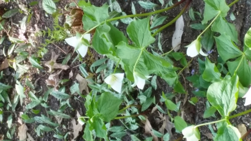 Trillium flexipes plantplacesimage20150501_161211.jpg