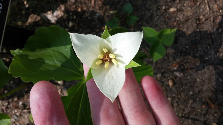 Trillium flexipes plantplacesimage20150501_161236.jpg