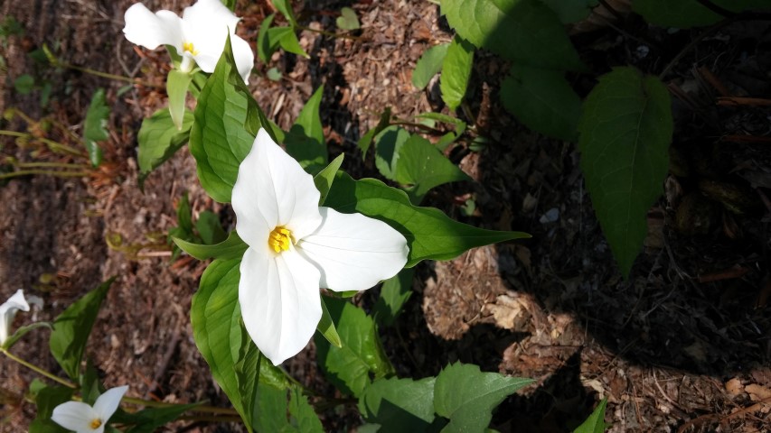 Trillium grandiflorum plantplacesimage20150501_161341.jpg