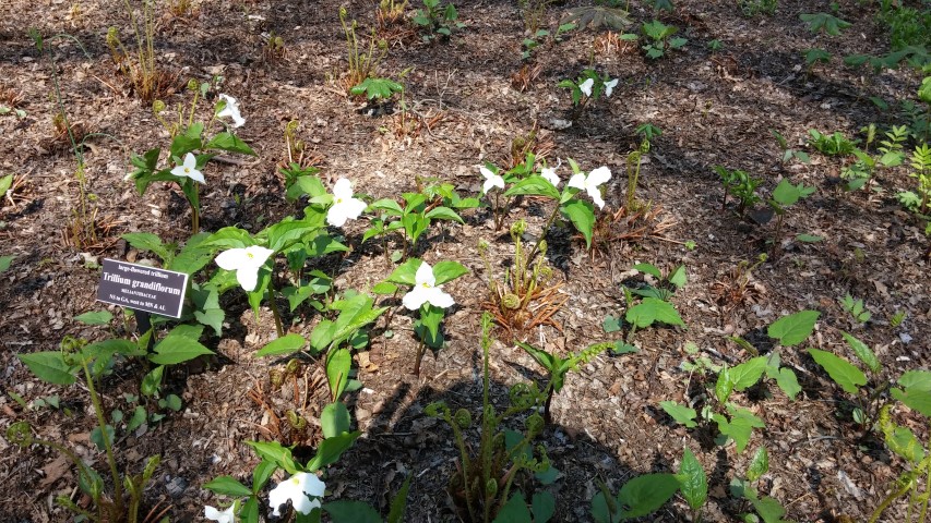 Trillium grandiflorum plantplacesimage20150501_161352.jpg