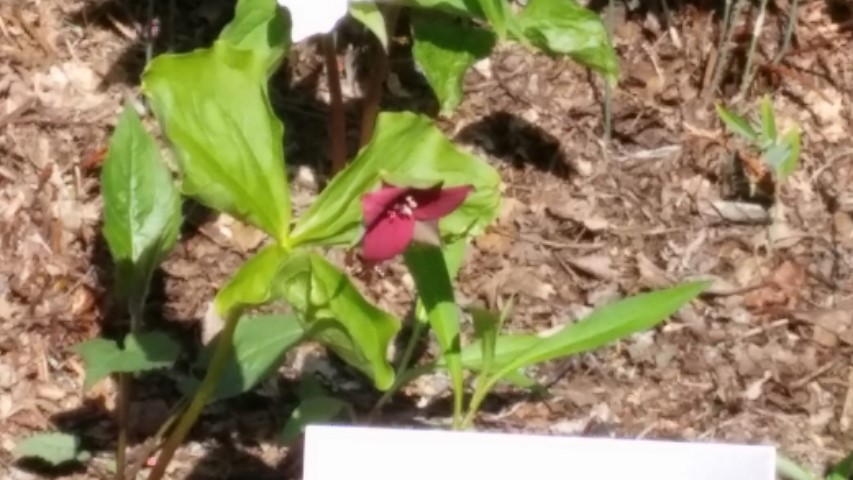 Trillium sulcatum plantplacesimage20150501_161523.jpg