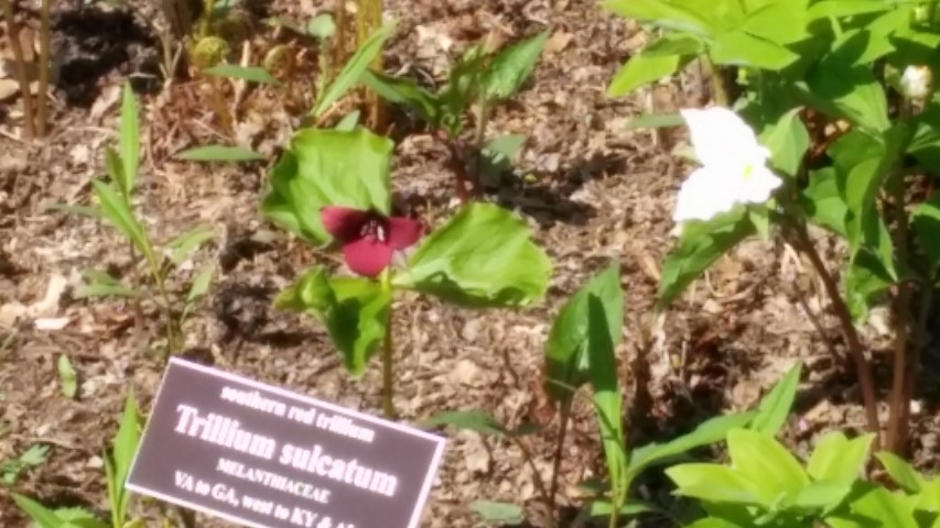 Trillium sulcatum plantplacesimage20150501_161555.jpg