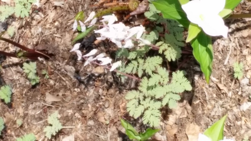 Dicentra cucullaria plantplacesimage20150501_161654.jpg