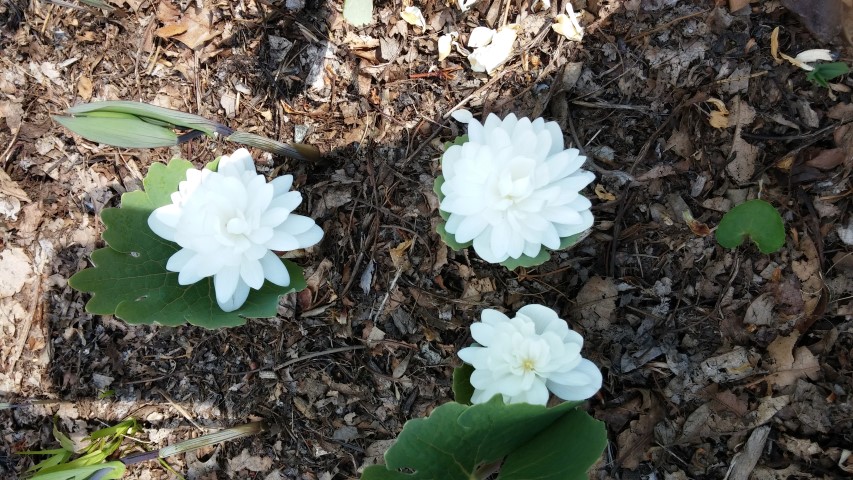 Sanguinaria canadensis plantplacesimage20150501_161926.jpg