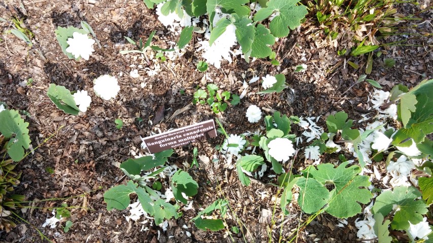 Sanguinaria canadensis plantplacesimage20150501_161954.jpg