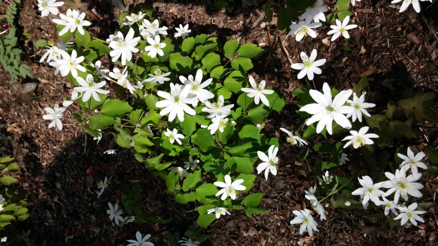 Anemonella thalictroides plantplacesimage20150501_162141.jpg