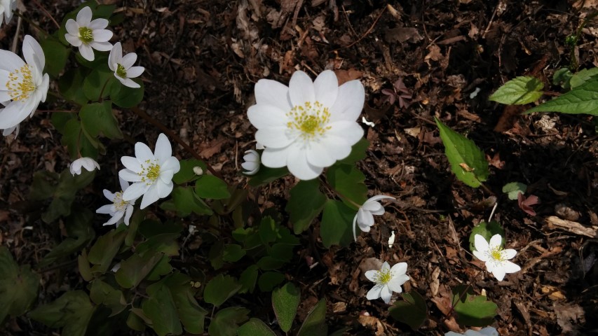 Anemonella thalictroides plantplacesimage20150501_162200.jpg