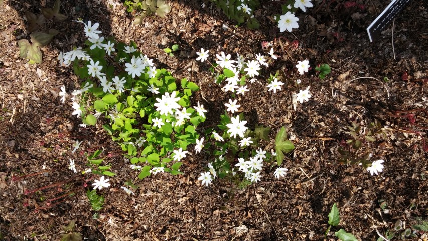 Anemonella thalictroides plantplacesimage20150501_162211.jpg