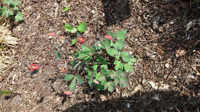 Aquilegia canadensis plantplacesimage20150501_163322.jpg