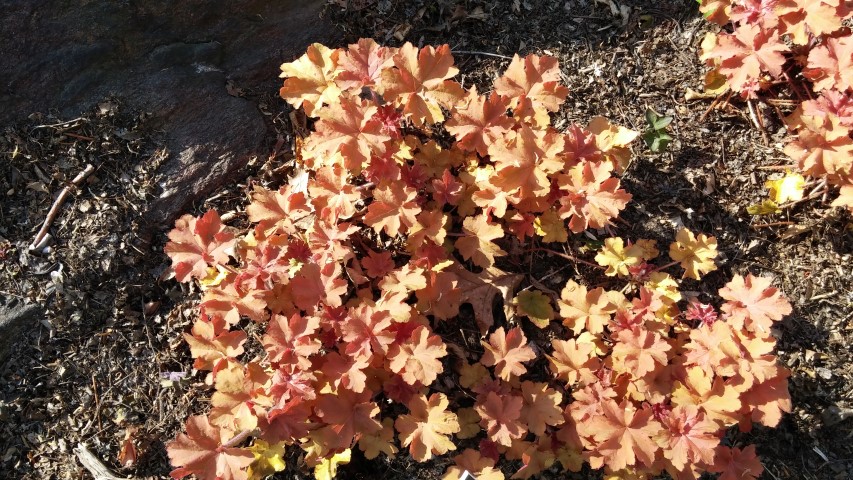 Heuchera sp. plantplacesimage20150501_163838.jpg