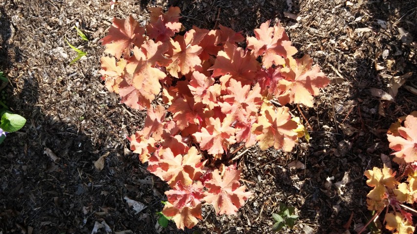 Heuchera sp. plantplacesimage20150501_163859.jpg