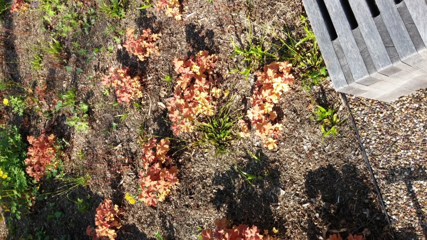 Heuchera sp. plantplacesimage20150501_163915.jpg