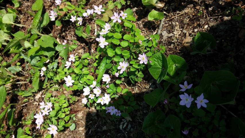 Anemonella thalictroides plantplacesimage20150501_164006.jpg